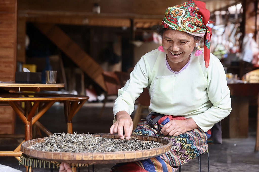 A local villager at Jingmai Mountain selects tea leaves in Lancang Lahu Autonomous County, southwest China's Yunnan Province, August 29, 2023. /CFP
