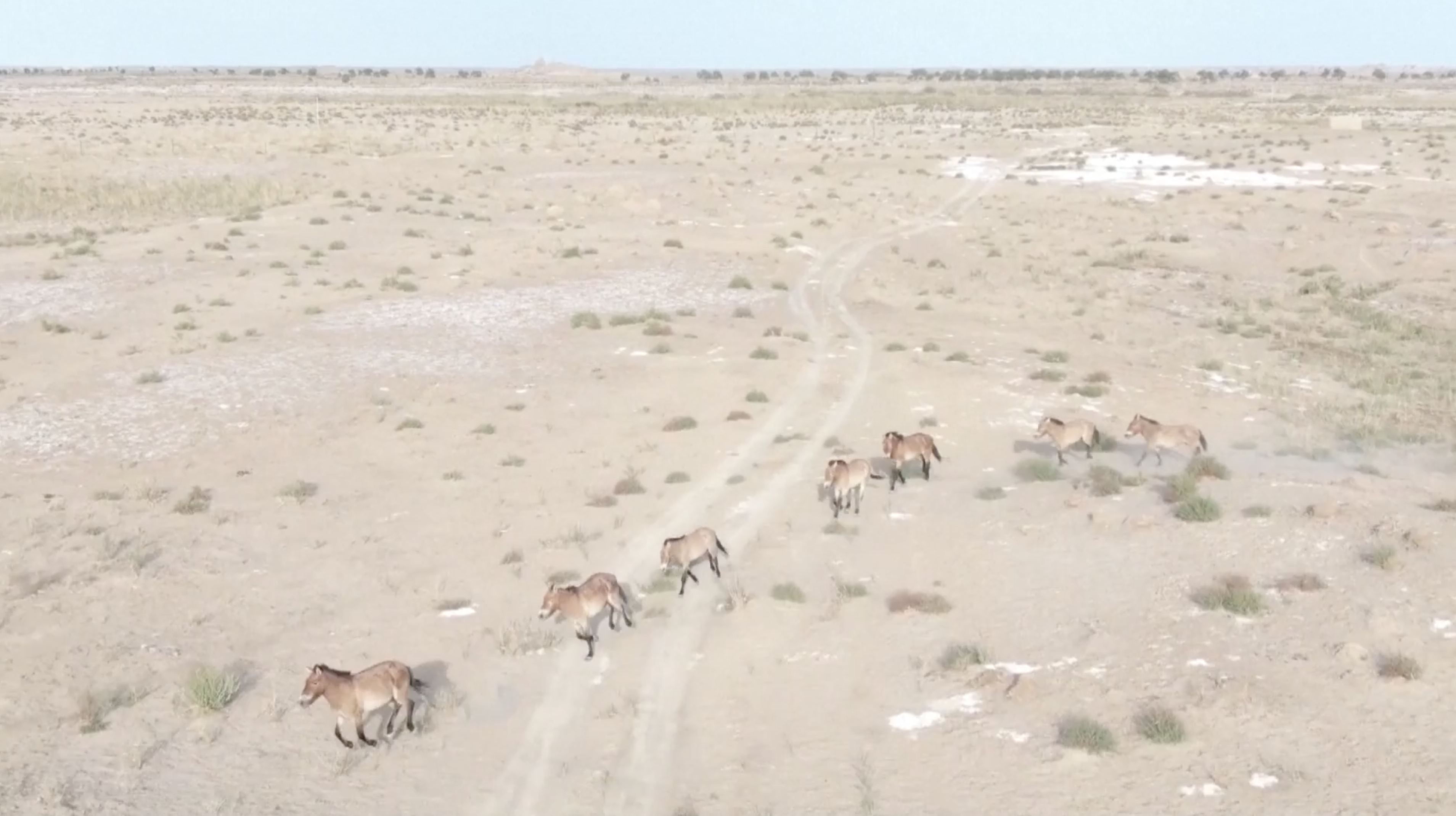 One batch of released Przewalski's horses. /CMG