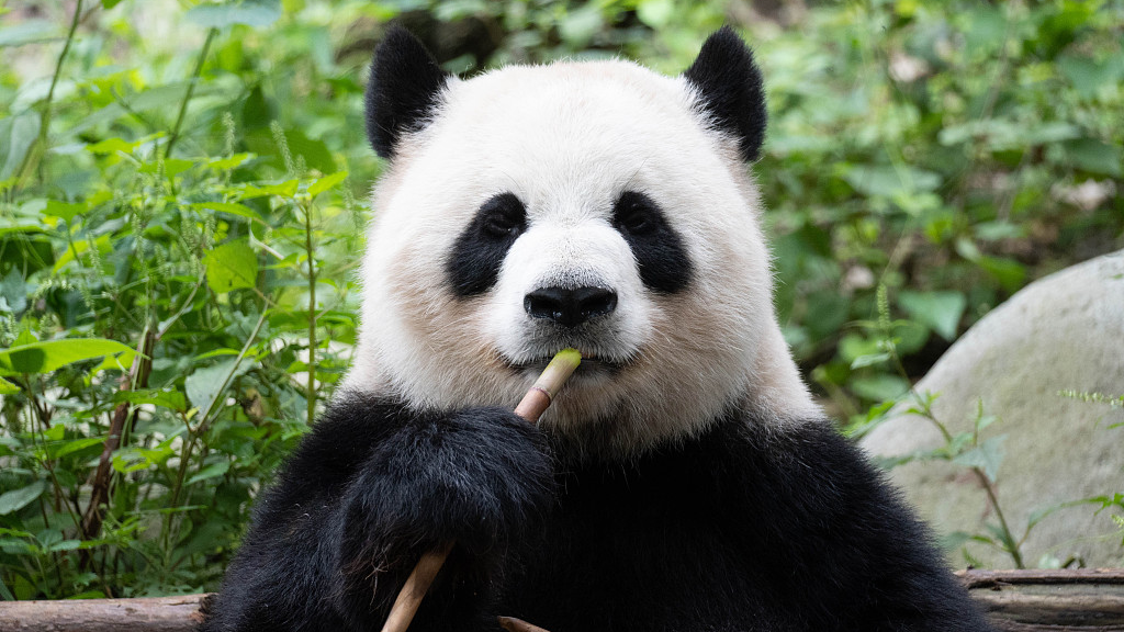 Live: Take a look at China's giant panda collection