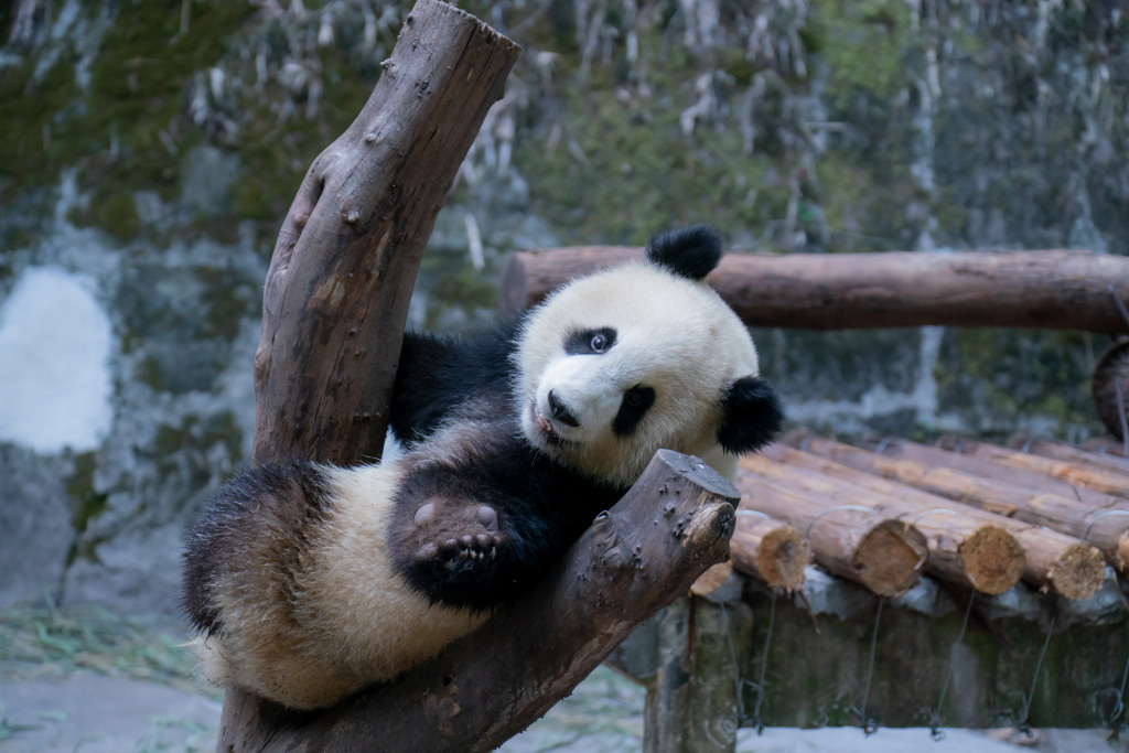 Twin giant panda cubs play at a zoo in southwest China's Chongqing Municipality, September 17, 2023. /CFP