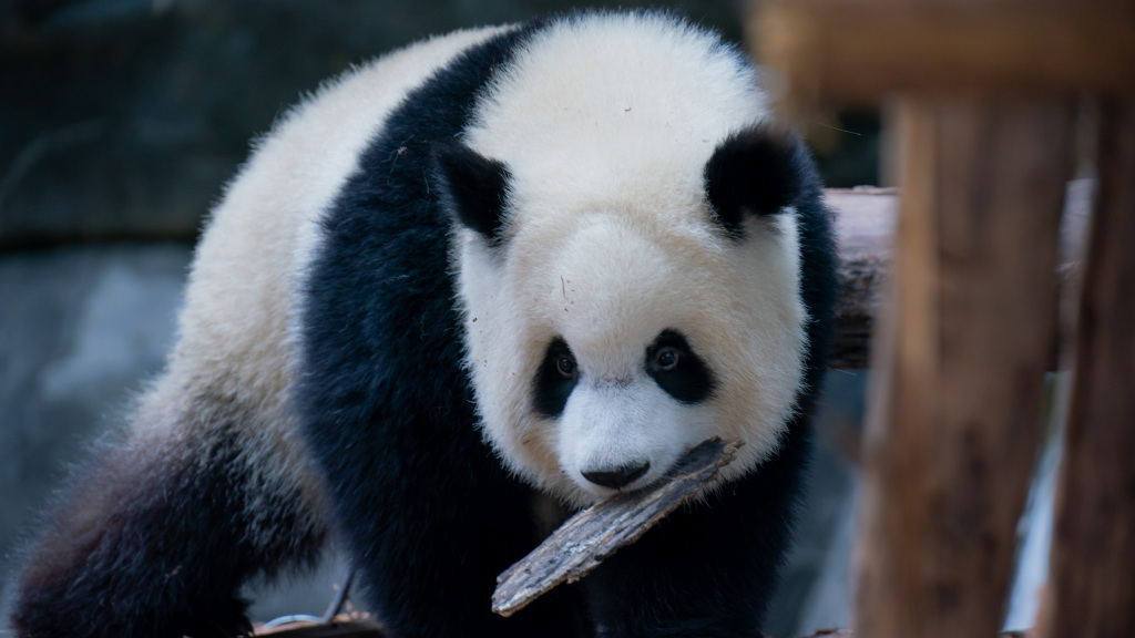 Twin giant panda cubs have fun at a Chongqing Zoo