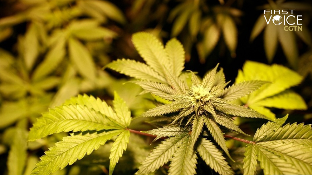A marijuana plant. /Xinhua