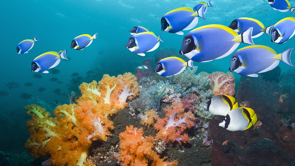 Dozens of nations to sign UN ocean treaty but implementation awaits