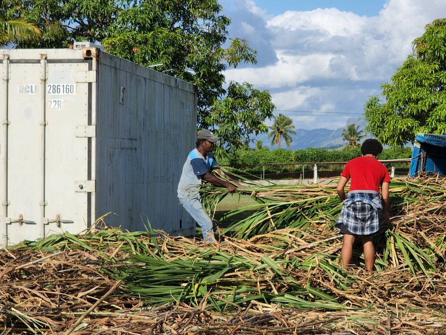 Employees of Bula Mushroom company unload Juncao from a vehicle in Nadi, Fiji, May 11, 2022. /Xinhua