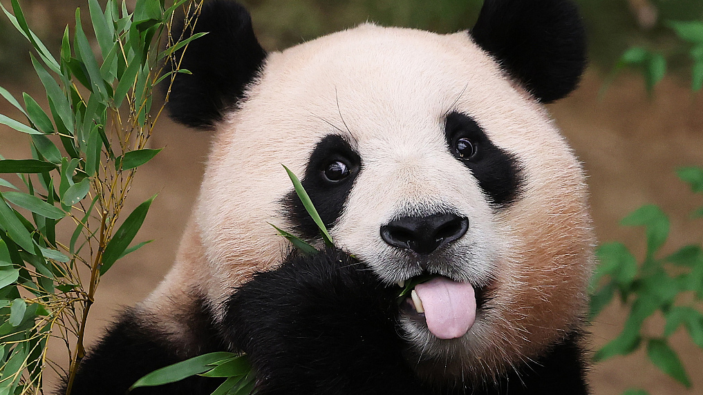 Live: Take a look at China's giant pandas relaxing and enjoying their food
