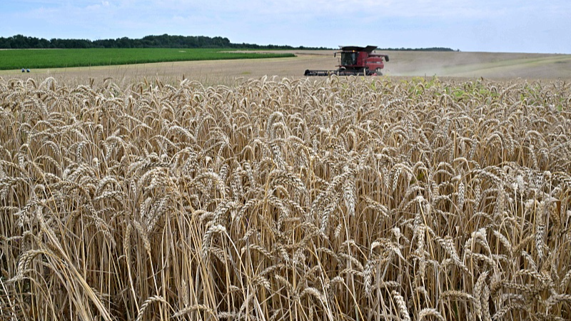 A combine harvests wheat at a field near Kivshovata village, Kyiv region, Ukraine, July 18, 2023. /CFP