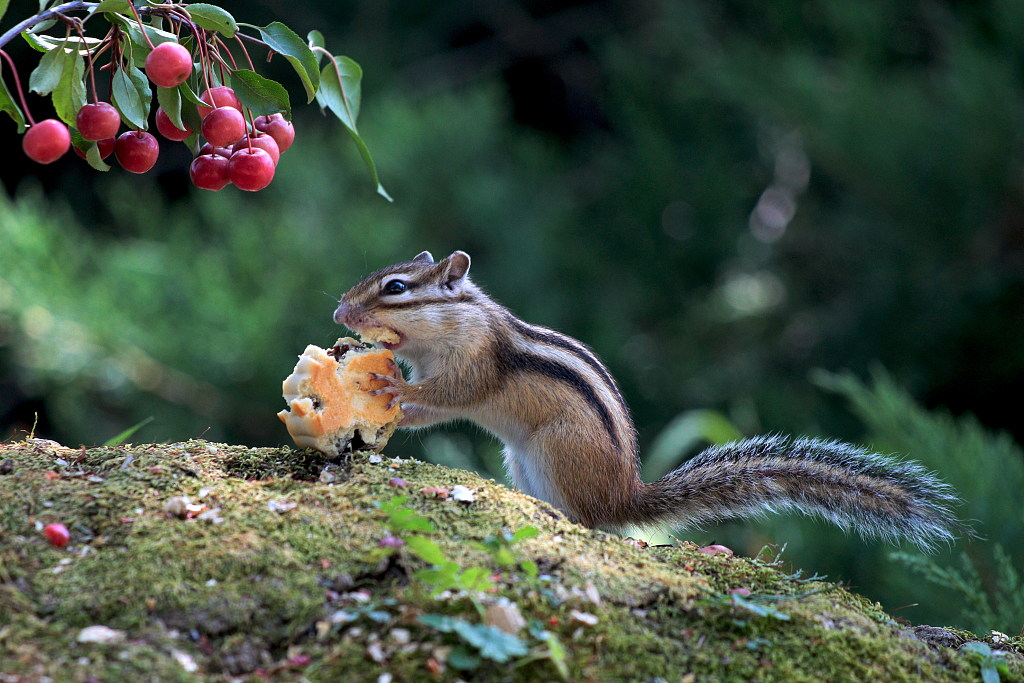 A photo taken on September 14, 2023 shows a squirrel enjoying a bite of mooncake at a forest park in Daqing, Heilongjiang Province, China. /CFP