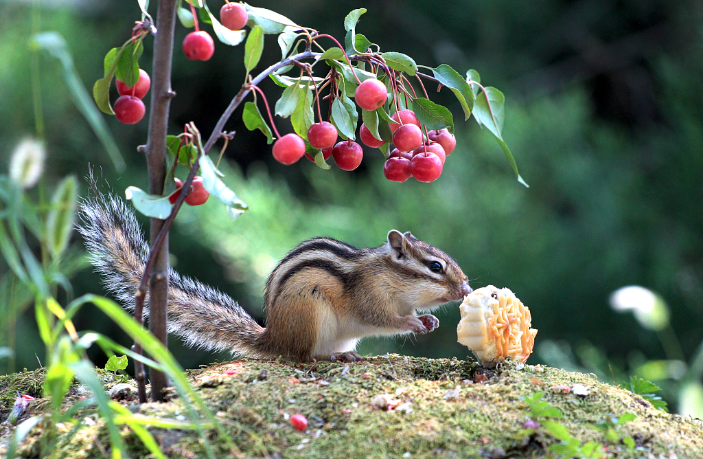 A photo taken on September 14, 2023 shows a squirrel enjoying a bite of mooncake at a forest park in Daqing, Heilongjiang Province, China. /CFP