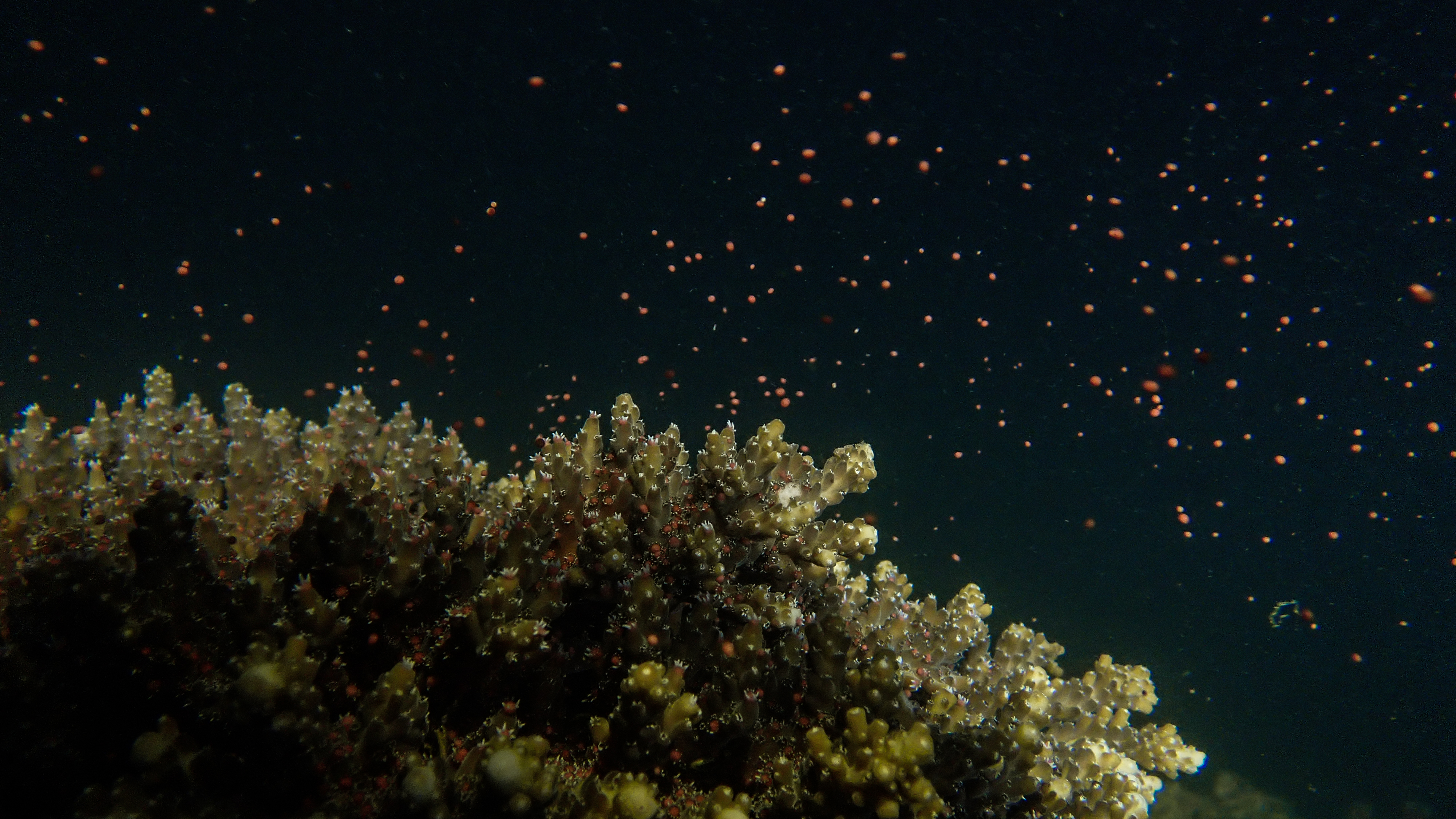 Underwater starry sky: Chinese divers dedicated to coral conservation 