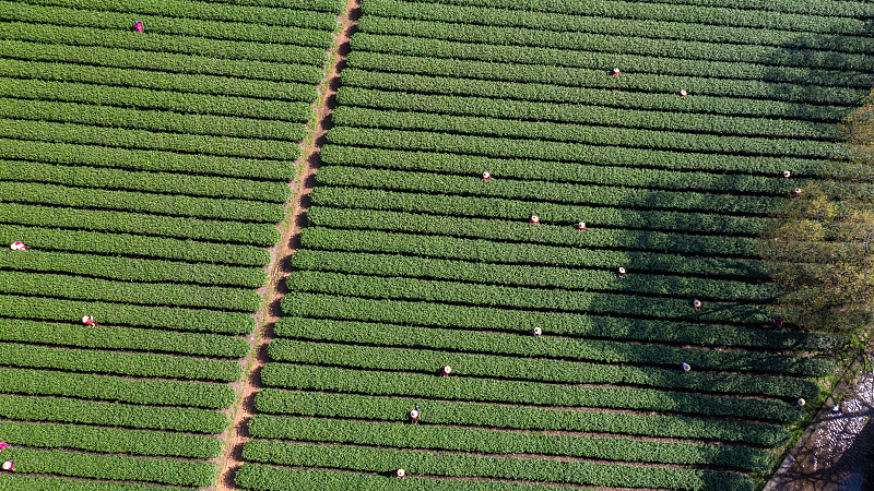 Live: A bird's-eye view of Meijiawu tea plantation in China's Hangzhou City 