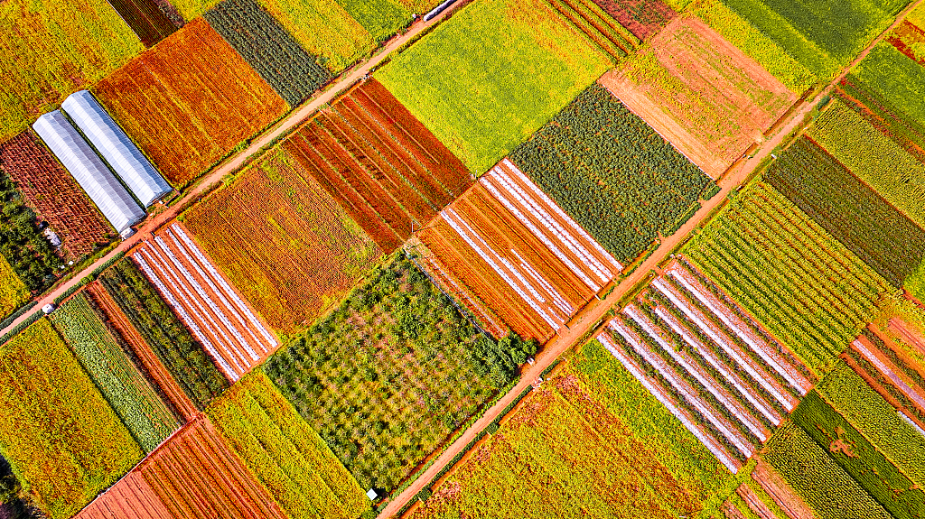 An aerial photo taken on September 20, 2023 shows fields of peppers in Jining, Shandong Province. /CFP