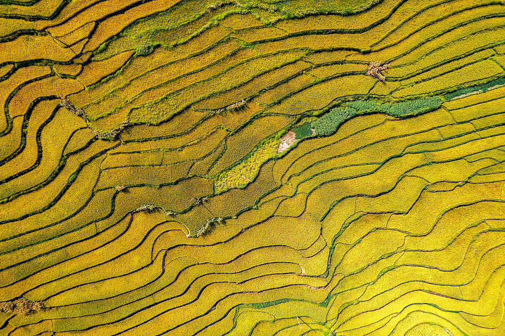 An aerial photo taken on September 6, 2023 shows golden yellow paddy fields in Shaotong, Yunnan Province. /CFP