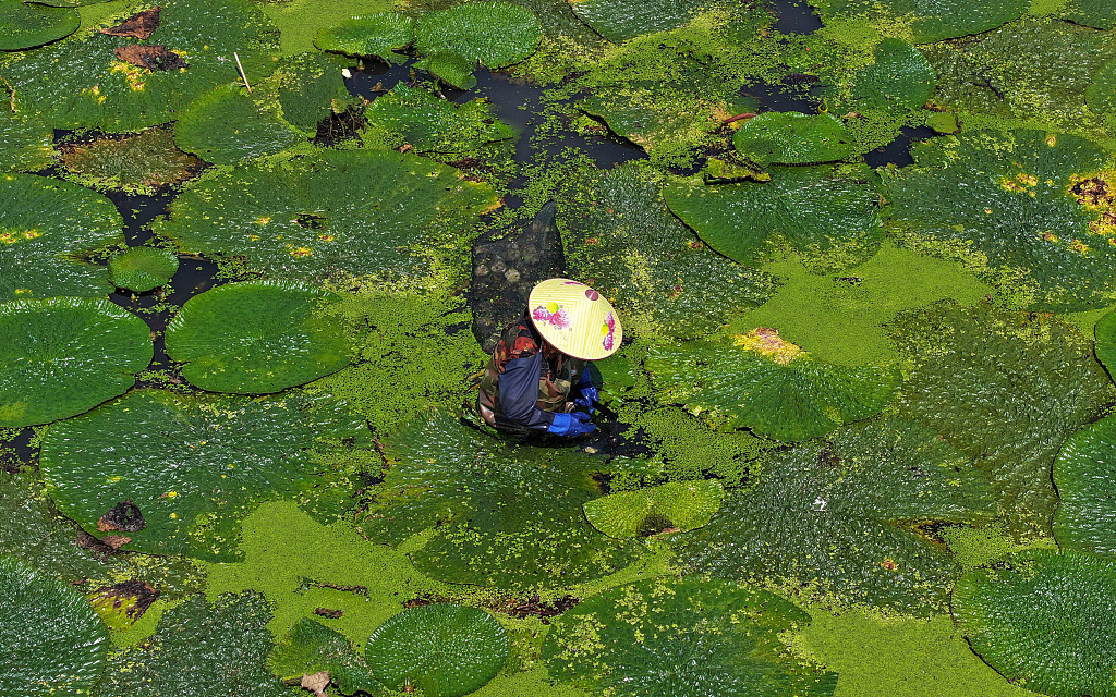 A photo taken on September 6, 2023 shows a farmer harvesting gorgon fruit in Huai'an, Jiangsu Province. /CFP