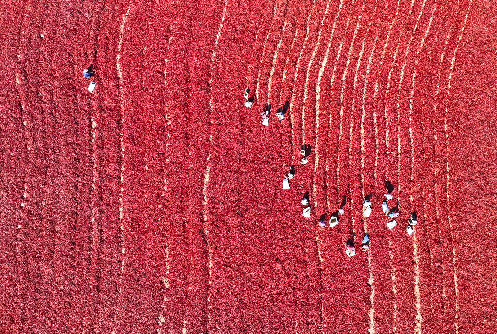 An aerial photo taken on September 19, 2023 shows farmers sun-drying red peppers in Bazhou, Xinjiang. /CFP