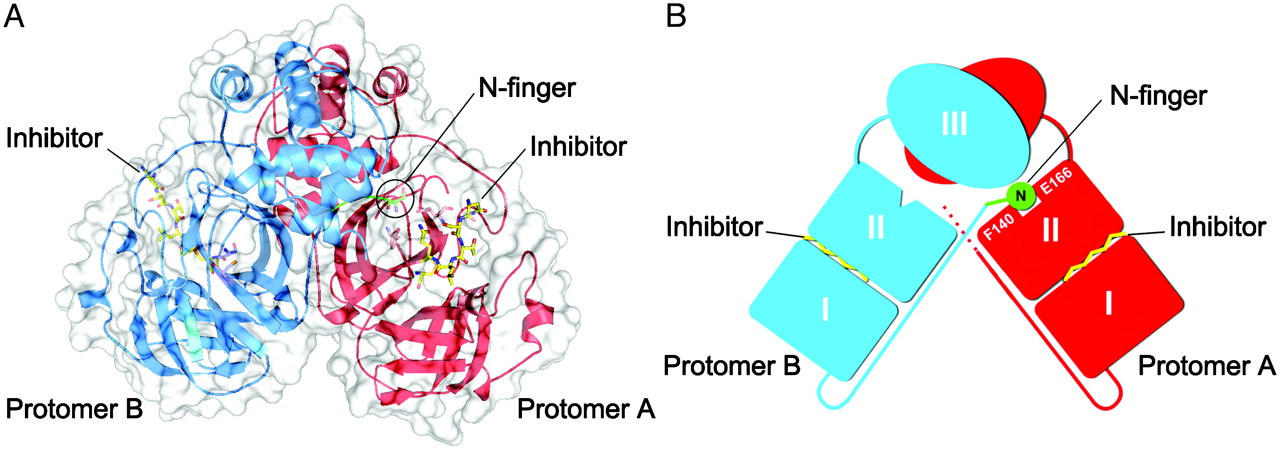 The picture shows the SARS-CoV main protease dimer structure complexed with a substrate-analogue hexapeptidyl CMK inhibitor published  in the journal PNAS on October 29, 2003. /PNAS