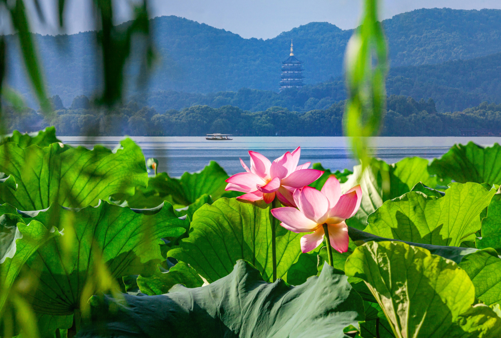 Blooming lotus flowers are photographed at the West Lake scenic area in Hangzhou, east China's Zhejiang Province, July 24, 2023. /CFP