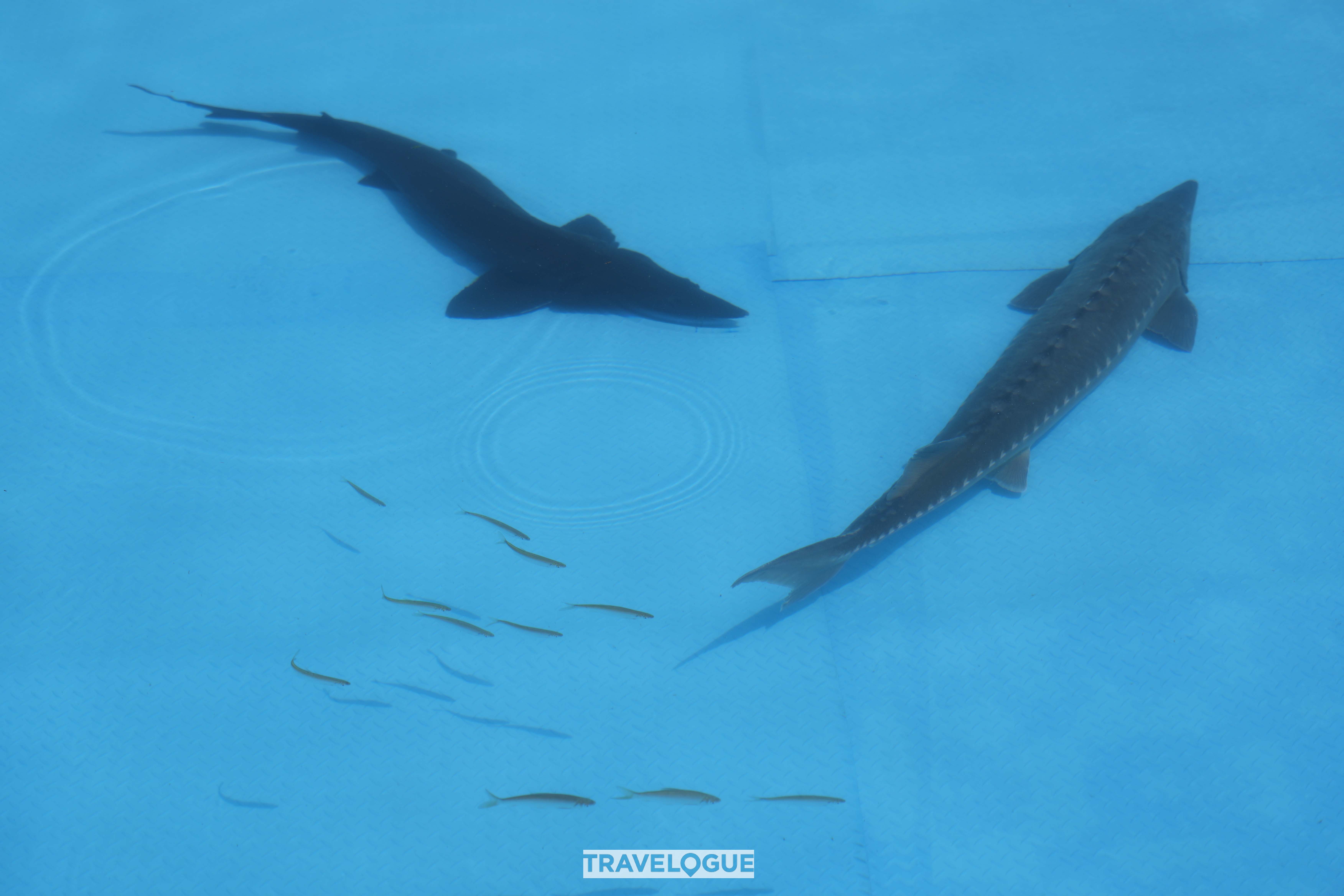 Caviar-producing sturgeons are seen in Qiandao Lake, Zhejiang Province. /CGTN