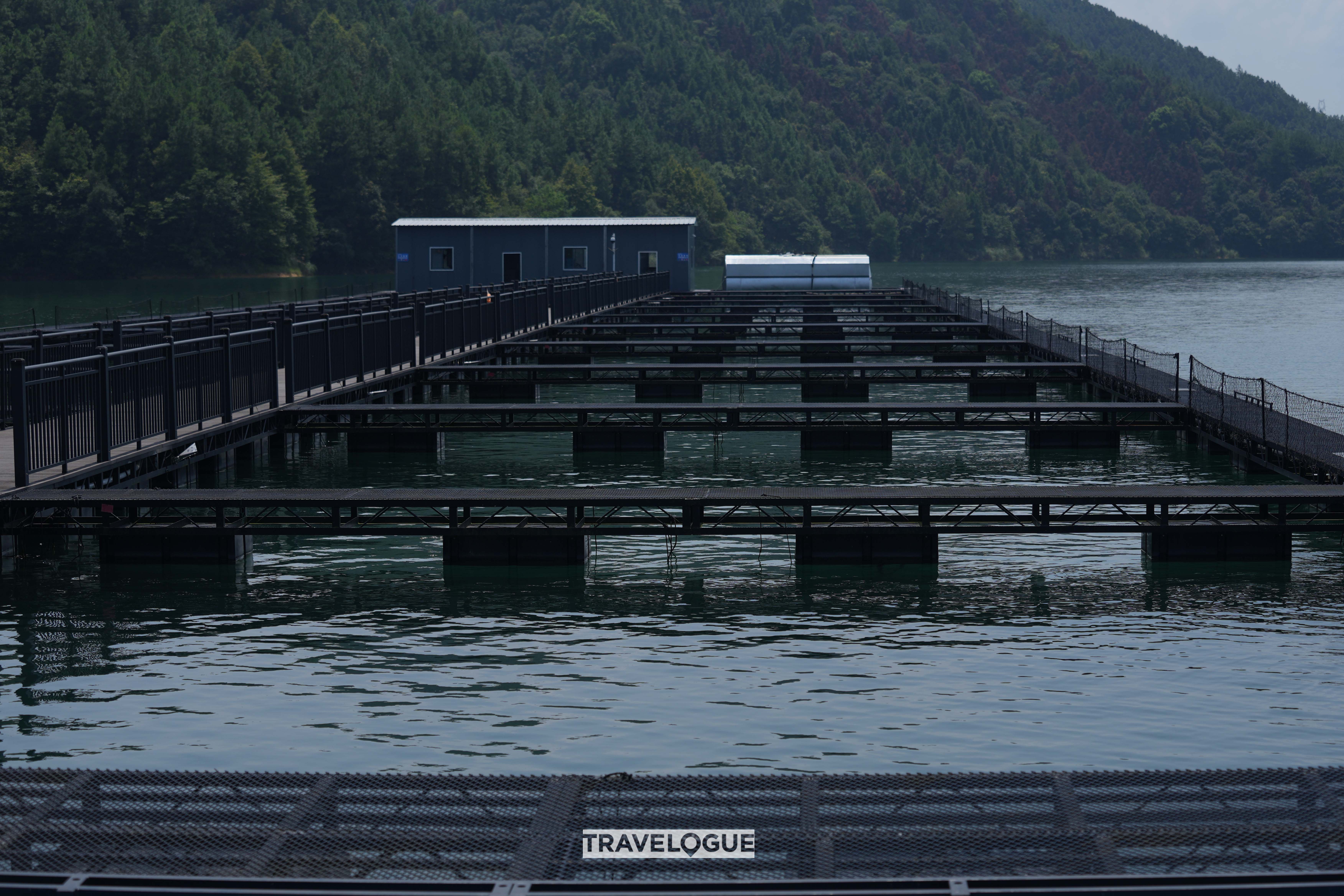 Caviar-producing sturgeons are seen at a fish farm in Qiandao Lake, Zhejiang Province. /CGTN