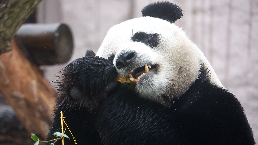 Dingding, the mother giant panda was seen at Moscow Zoo on National Panda Day on March 23, 2023. /CFP
