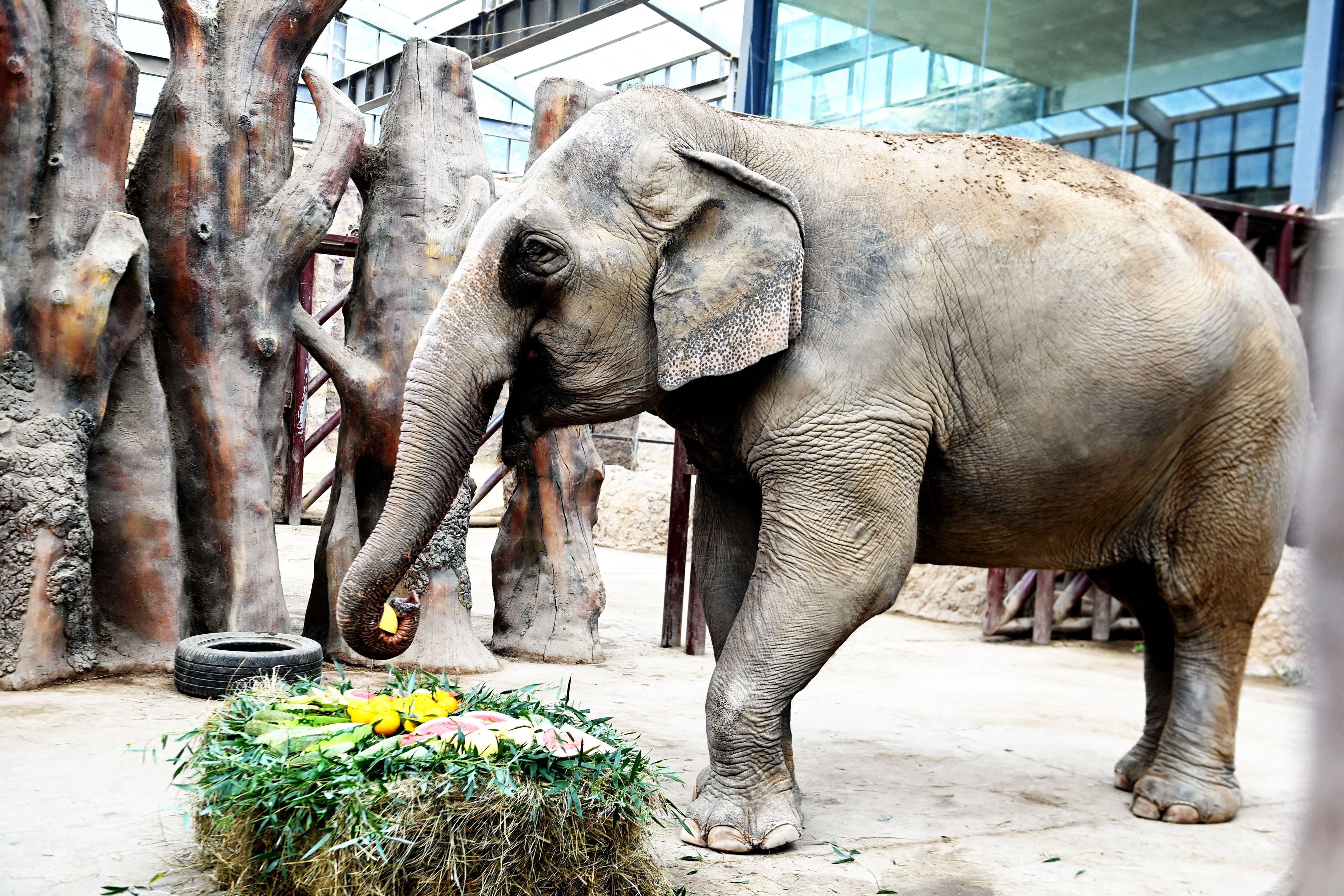 A photo shows an Asian elephant scooping up a Mid-Autumn Festival treat on September 25, 2023 at Qingdao Forest Wildlife World in Qingdao, Shandong. /IC