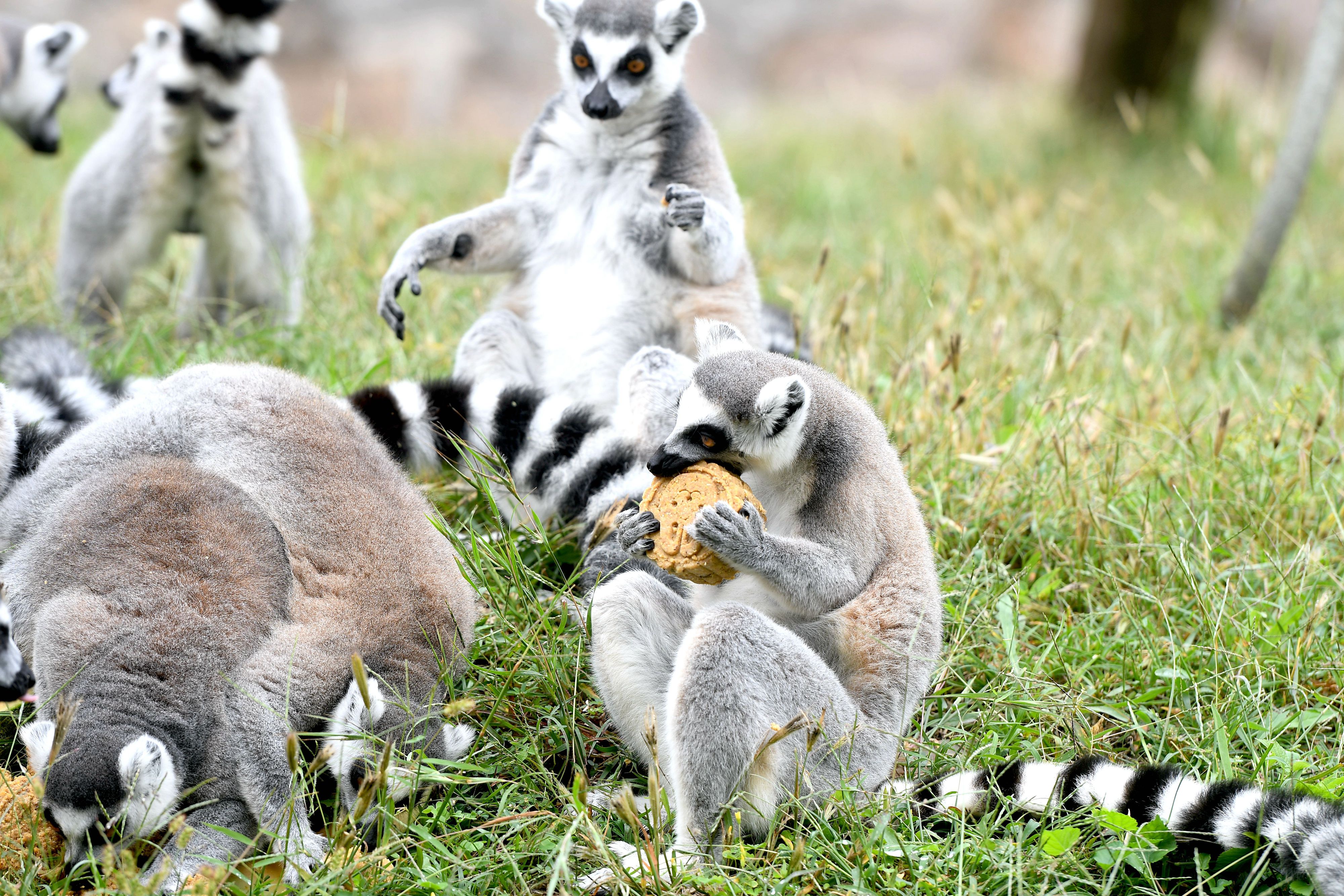 A photo shows a ring-tailed lemur biting a specially-made mooncake on September 25, 2023 at Qingdao Forest Wildlife World in Qingdao, Shandong. /IC