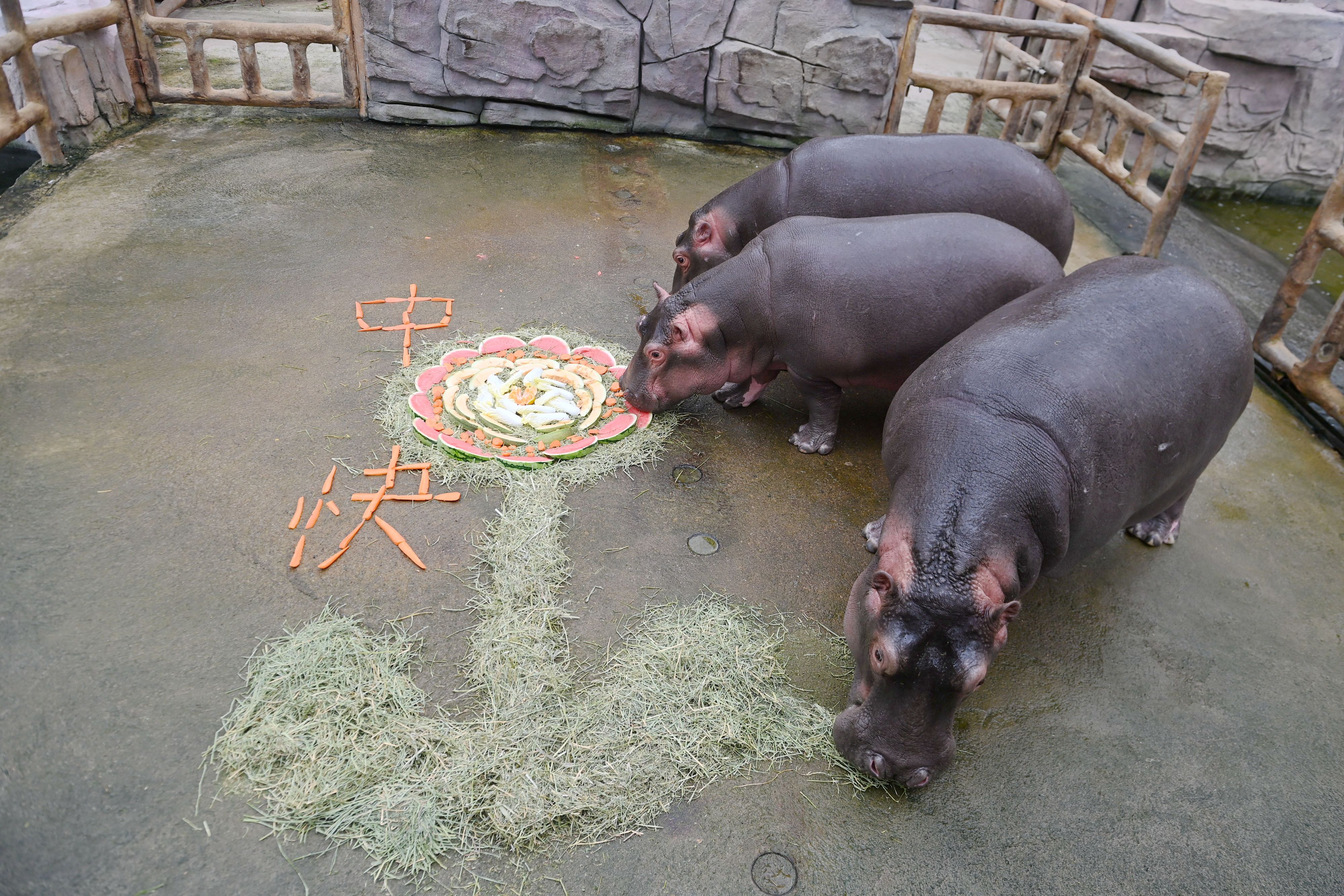 A photo shows hippopotamuses chomping the edges of a Mid-Autumn Festival-themed meal on September 25, 2023 at Qingdao Forest Wildlife World in Qingdao, Shandong. /IC