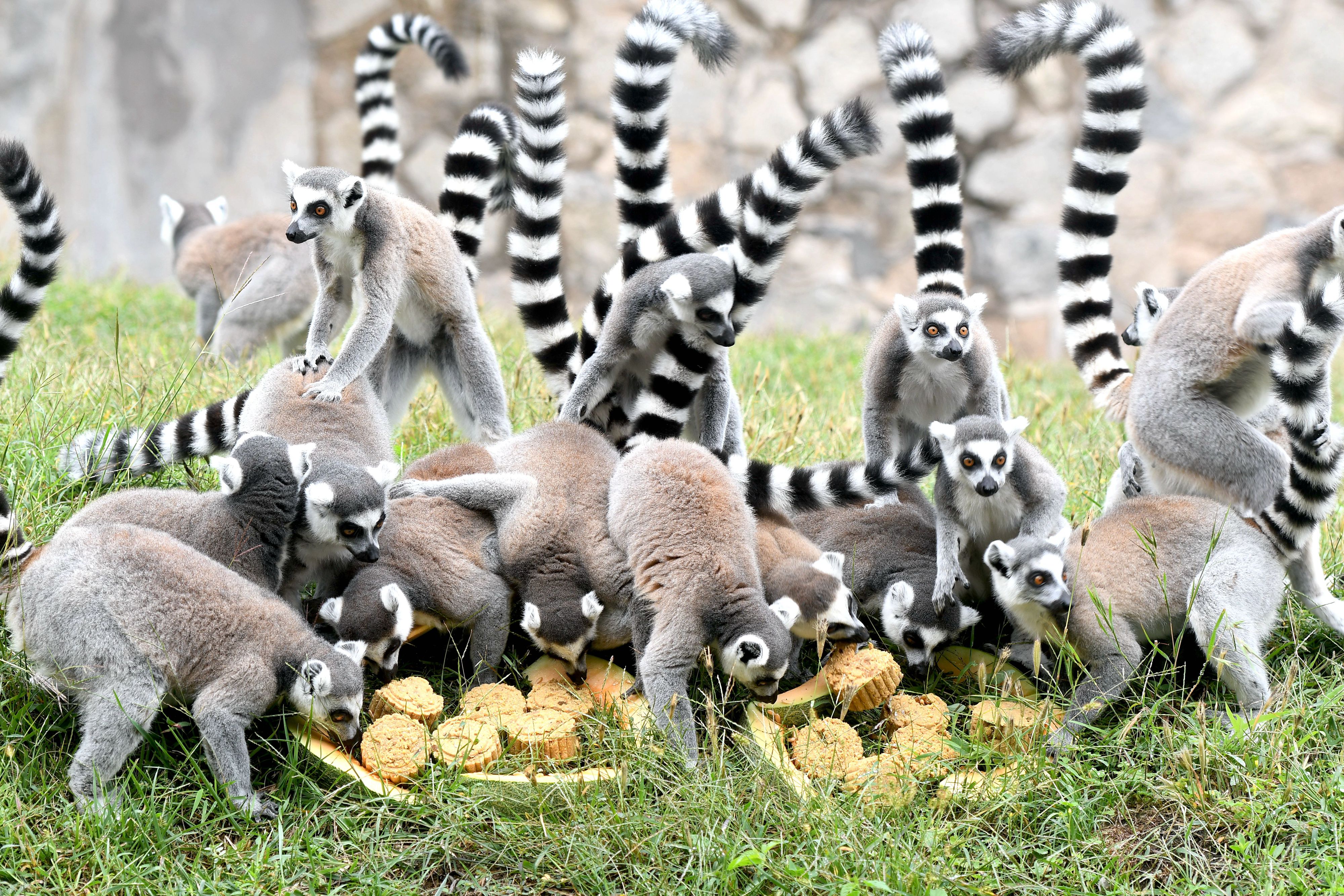 A photo shows ring-tailed lemurs gathering around specially-made mooncakes on September 25, 2023 at Qingdao Forest Wildlife World in Qingdao, Shandong. /IC
