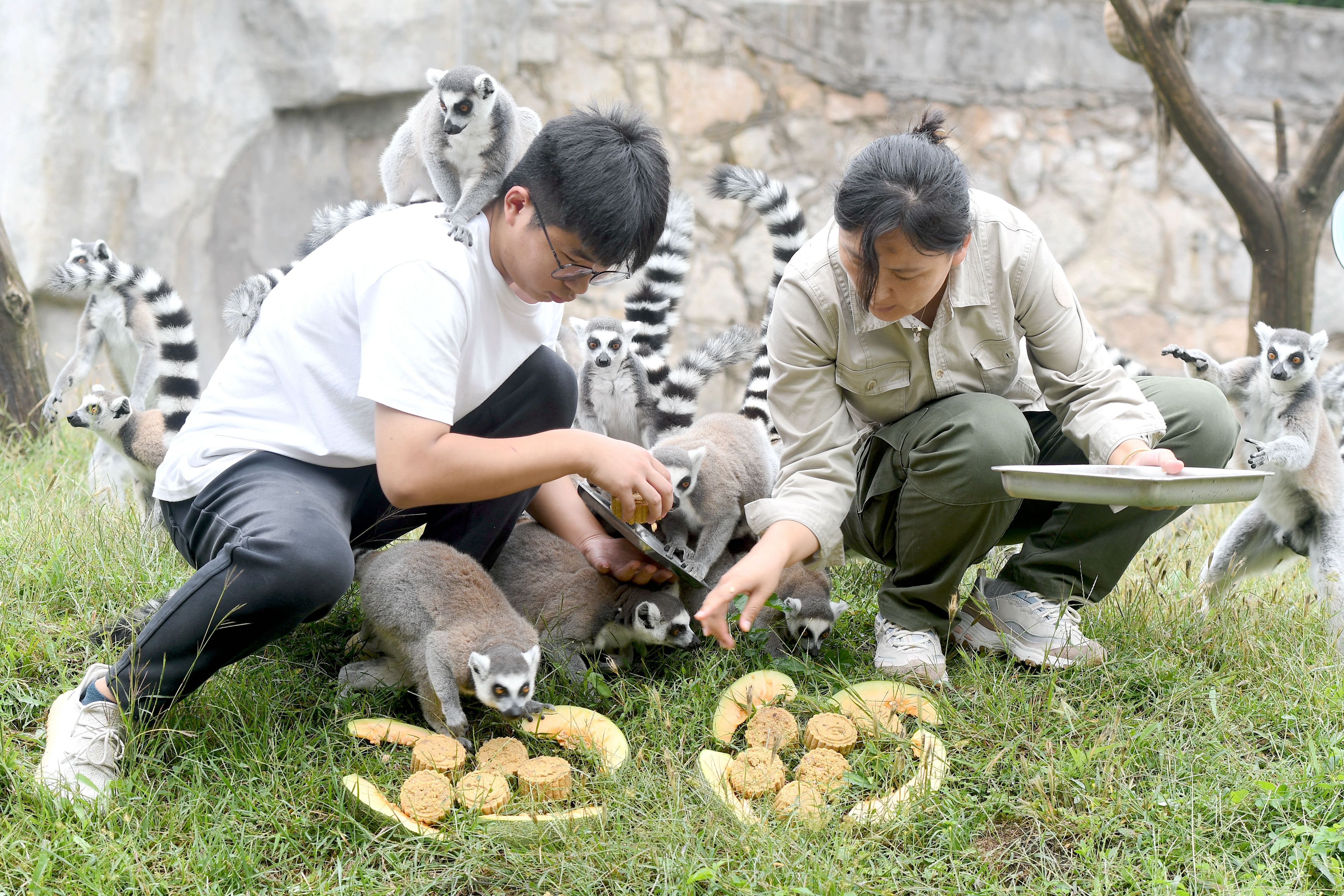 A photo shows staff from Qingdao Forest Wildlife World feeding ring-tailed lemurs with specially-made mooncakes on September 25, 2023 in Qingdao, Shandong. /IC
