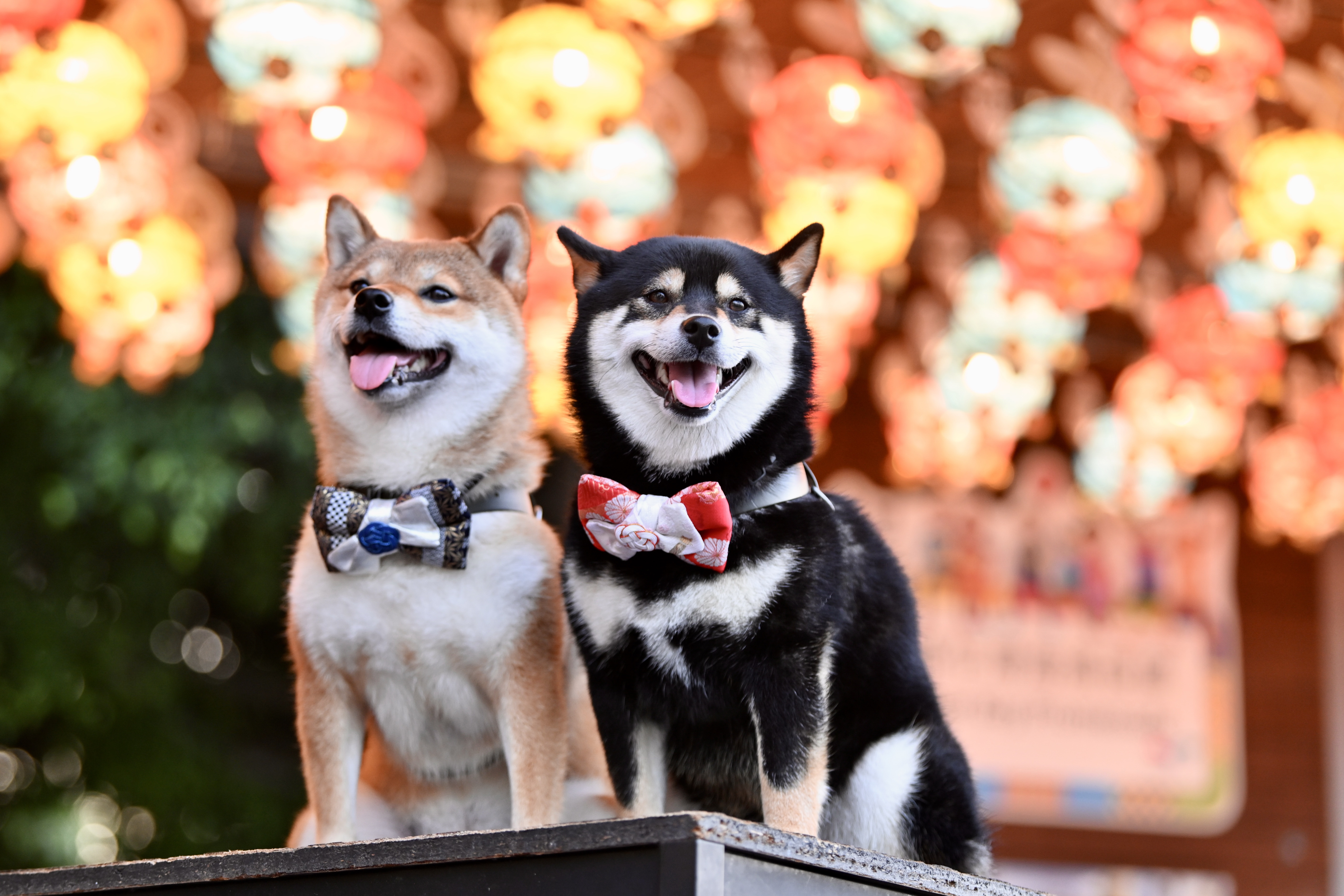A pair of dogs in bowties poses for a picture under rabbit-shaped lanterns at the Kennedy Town promenade on September 25, 2023 in Hong Kong. /IC