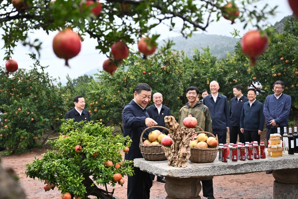Chinese President Xi Jinping, also general secretary of the Communist Party of China Central Committee and chairman of the Central Military Commission, learns about the development of pomegranate industry at a pomegranate orchard in Yicheng District of Zaozhuang City, east China's Shandong Province, September 24, 2023. /Xinhua