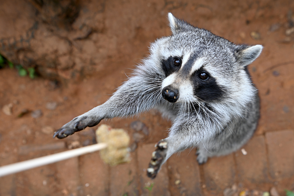 A raccoon reaches out for a bite of a special carrot mooncake treat at Yunnan Wild Animal Park on September 27, 2023 in Kunming, Yunnan. /CFP