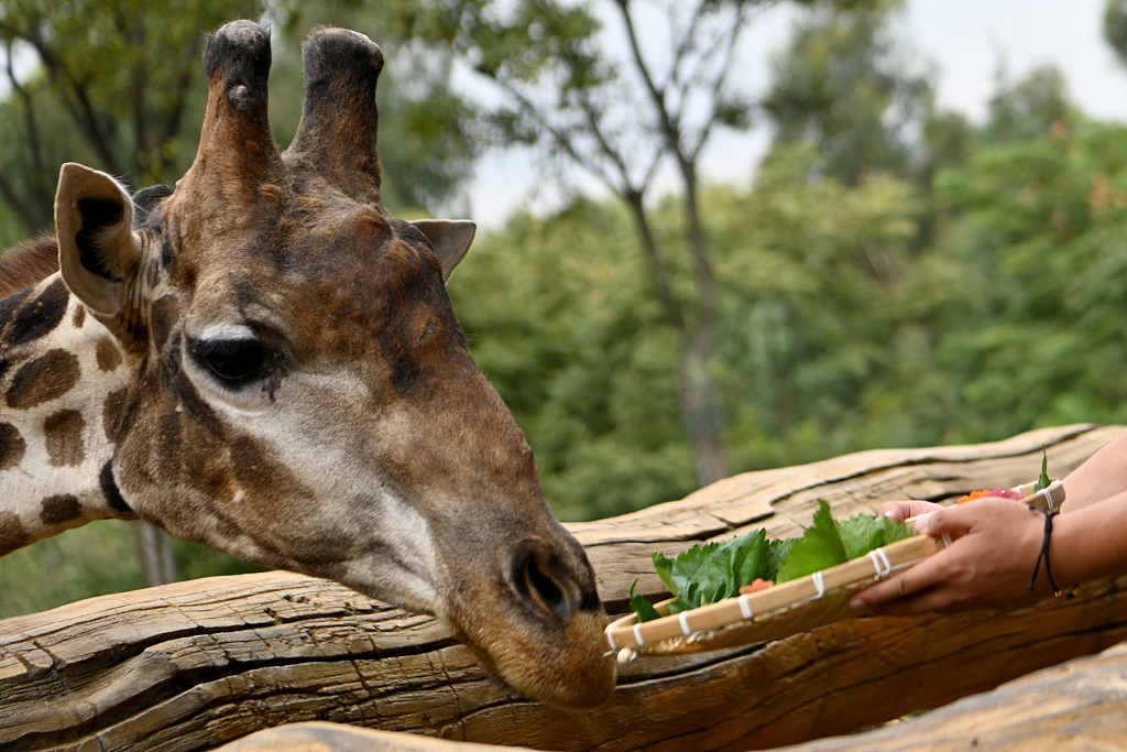 A giraffe is offered a meal of mulberry leaves and carrots at Yunnan Wild Animal Park on September 27, 2023 in Kunming, Yunnan. /CFP