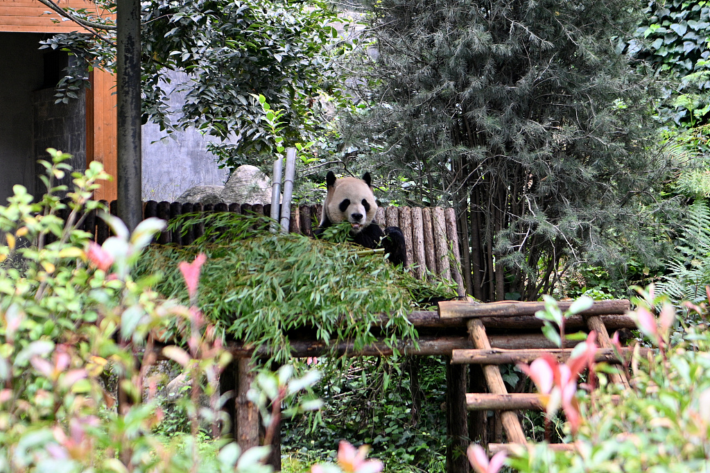 Giant panda Maozhu chomps on bamboo leaves at Yunnan Wild Animal Park on September 27, 2023 in Kunming, Yunnan. /CFP