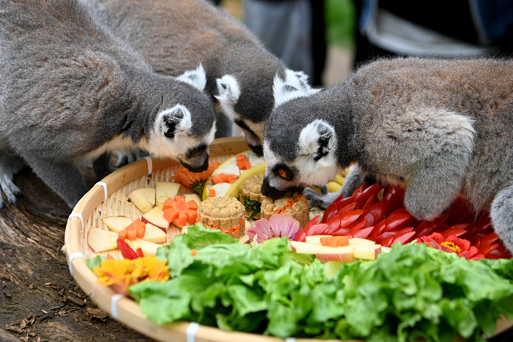 Ring-tailed lemurs tuck into a festive meal including special mooncakes at Yunnan Wild Animal Park on September 27, 2023 in Kunming, Yunnan. /CFP