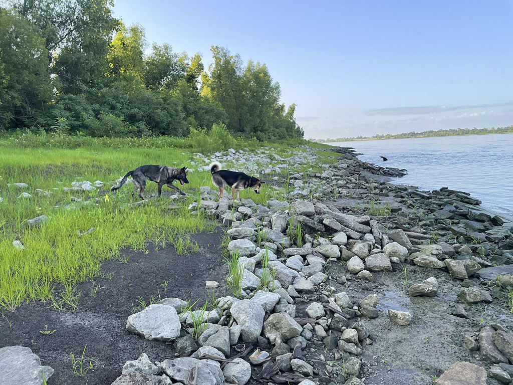 Dogs walk on land that is usually submerged by the Mississippi River during unusually low water levels in Harahan, Louisiana, July 20, 2023. /VCG