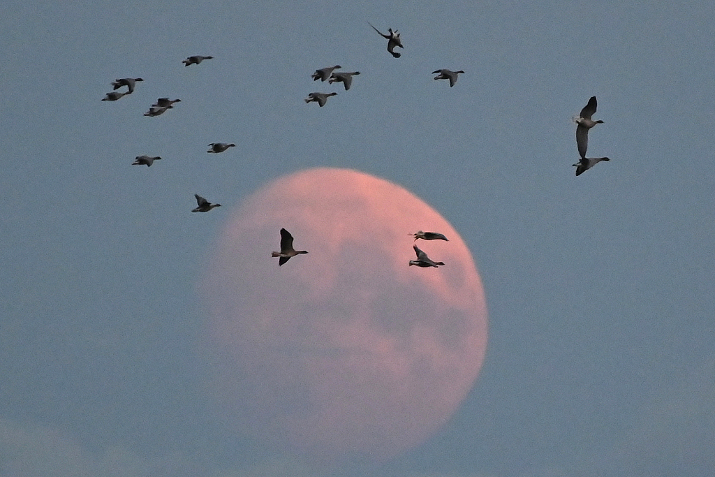 Pink-footed geese return to their roost at Montrose Basin Wildlife Reserve as the moon rises on September 26, 2023, in Montrose, Scotland. /CFP