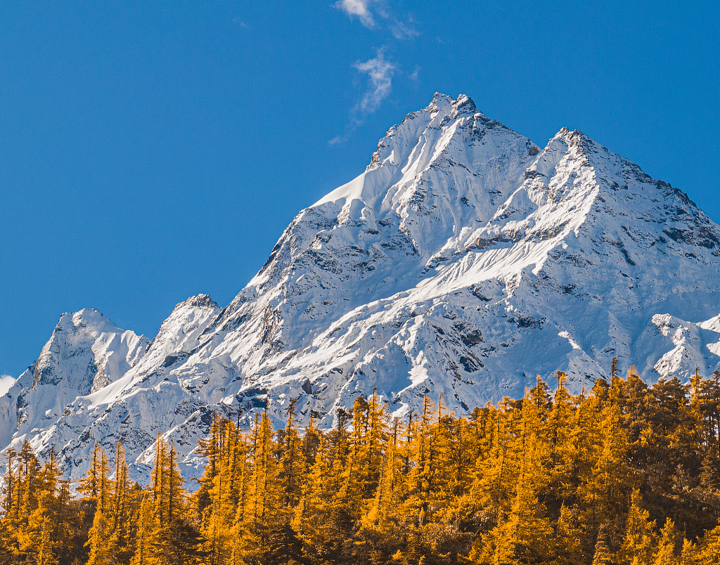 This file photo shows yellow forests with a backdrop of snow-covered mountains in Nyingchi, southwest China's Xizang Autonomous Region. /CFP