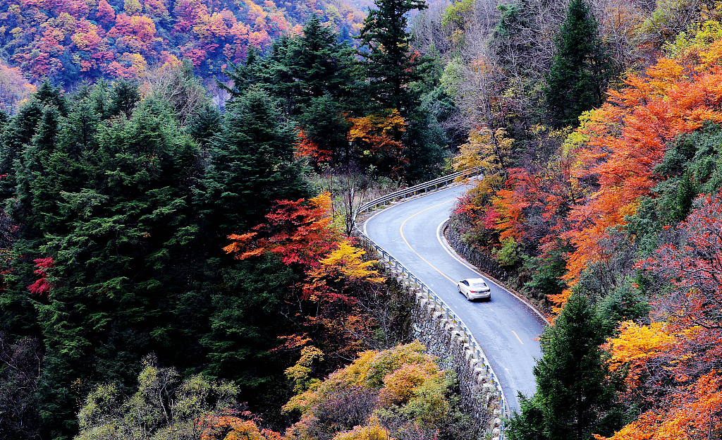 This file photo shows the trees in Shennongjia, central China's Hubei Province displaying different shades in autumn. /CFP