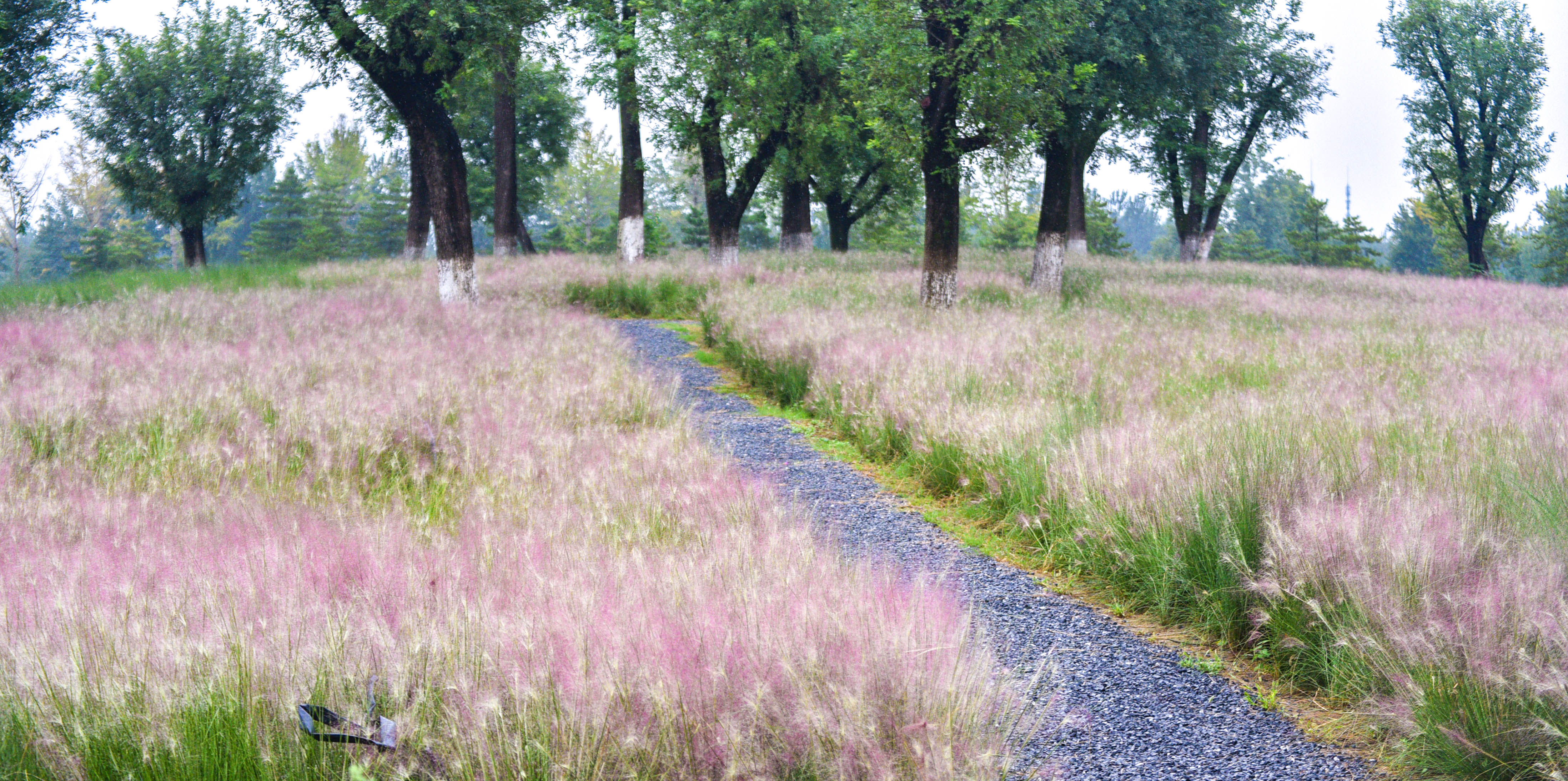 A file photo shows patches of pink grass blossoms at the Weiyang Palace Relic Park in Xi'an, Shaanxi Province, adding a romantic vibe to the ancient site. /IC