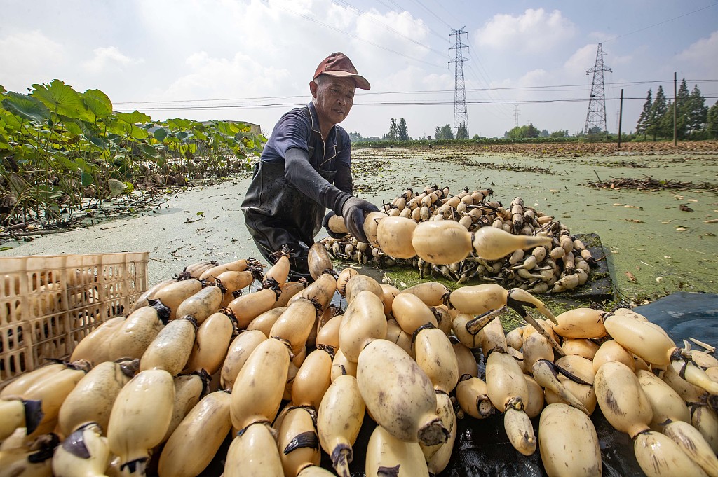 Farmers are seen busy harvesting lotus roots in Taizhou, Jiangsu Province. /CFP