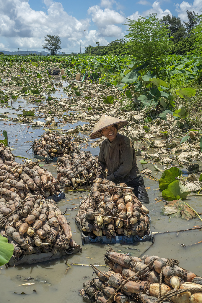 Farmers are seen busy harvesting lotus roots in Jiangmen, Guangdong Province. /CFP