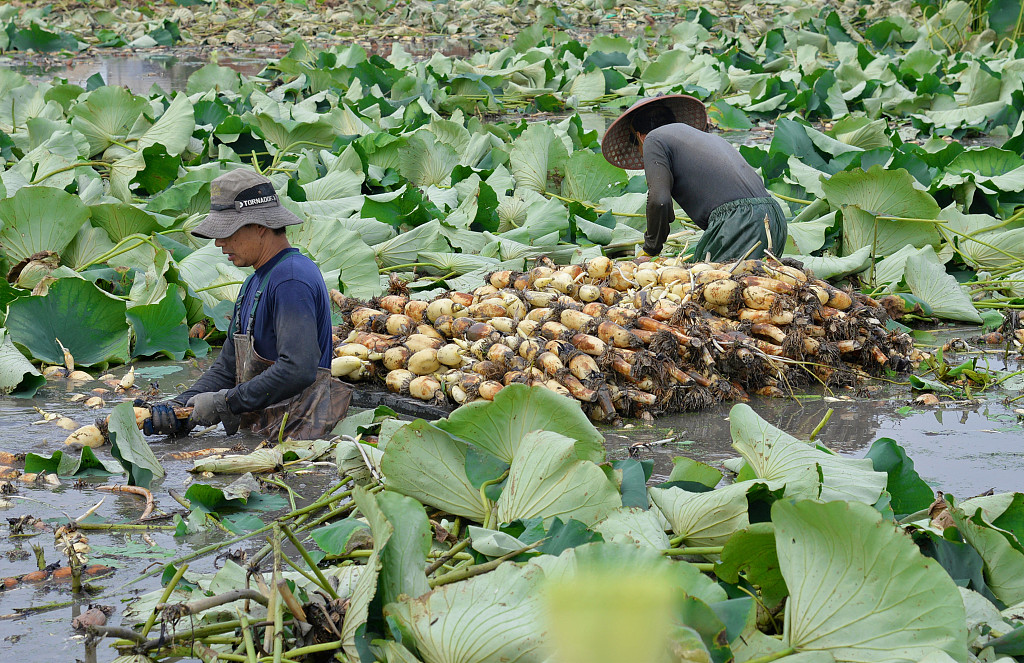 Farmers are seen busy harvesting lotus roots in Nantong, Jiangsu Province. /CFP