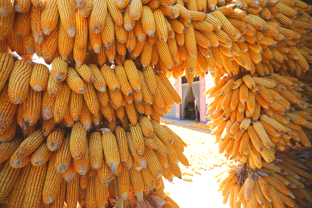 Corn cobs are basked under the sun in a courtyard in Shiyan, Hubei Province on September 3, 2023. /CFP