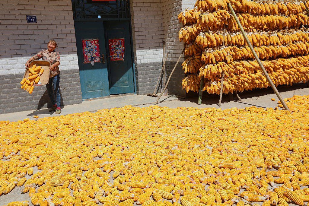 A villager dries her corn cobs under the sun in a courtyard in Shiyan, Hubei Province on September 3, 2023. /CFP