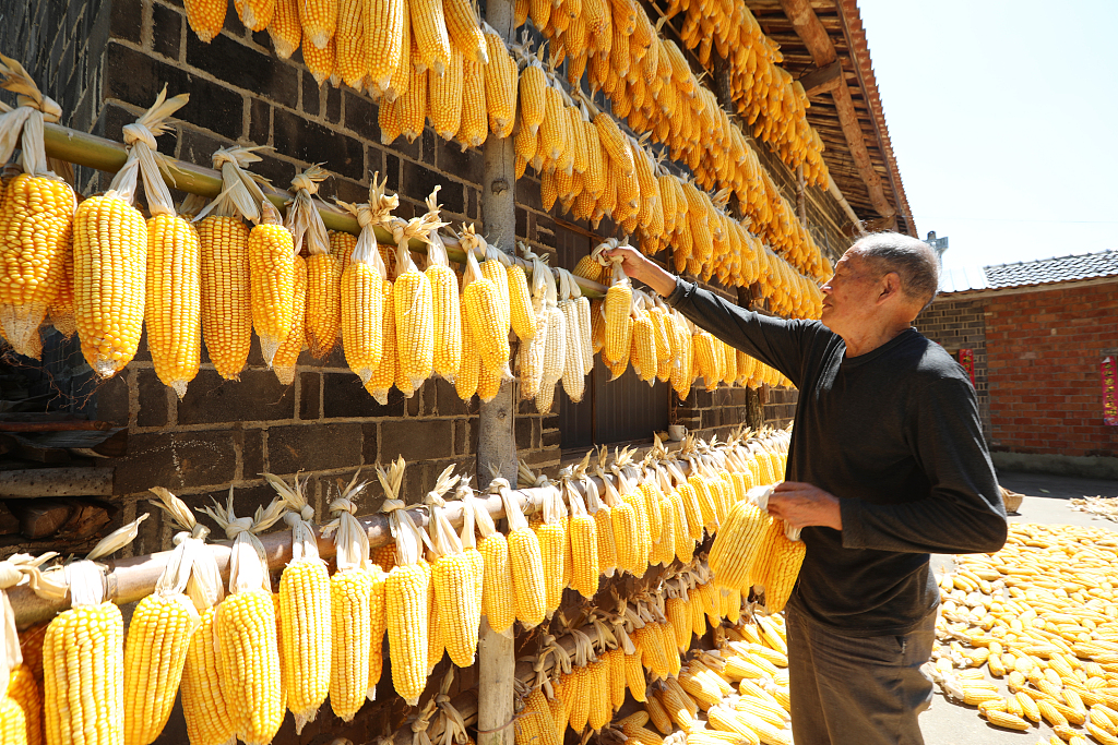 A villager dries his corn cobs under the sun in a courtyard in Shiyan, Hubei Province on September 3, 2023. /CFP