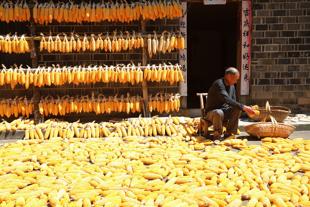 A villager dries his corn cobs under the sun in a courtyard in Shiyan, Hubei Province on September 3, 2023. /CFP