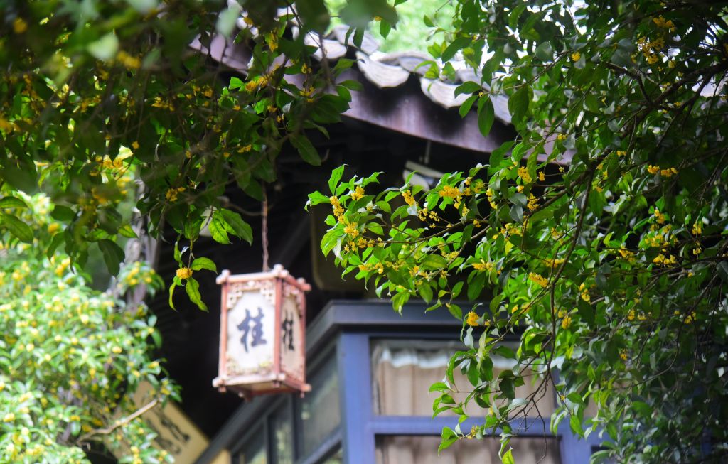 Blooming sweet-scented osmanthus is photographed in a village in Hangzhou, Zhejiang, October 1, 2023. /CFP