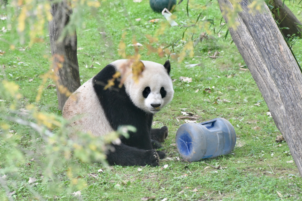 A photo taken on September 30, 2023, shows giant panda Xiao Qi Ji, whose name means 