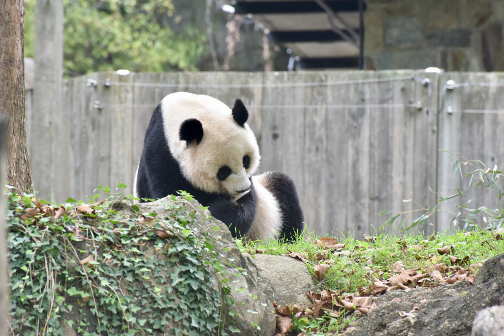 A photo taken on September 30, 2023, shows giant panda Mei Xiang at the Smithsonian's National Zoo in Washington, D.C., the United States. /CFP