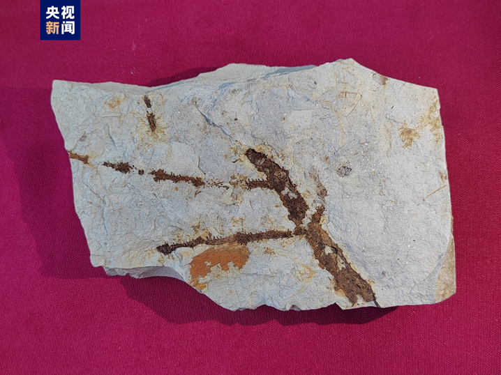 A spruce fossil from the early Pliocene period. /CMG